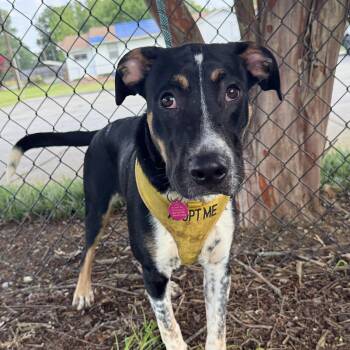 Skinny Jeans -  Hound Dog for Adoption in Columbia, South Carolina - Skinny Jeans | PetCurious
