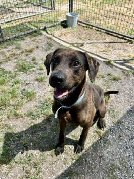 Mixed Breed Dogs Available for Adoption in Scott, Louisiana - Dozier | PetCurious