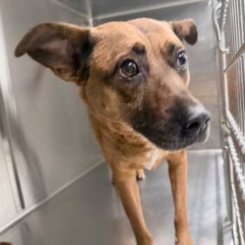 Terrier Dogs Available for Adoption - Piper | PetCurious