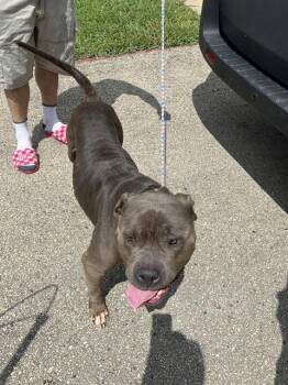 BO -  Mixed Breed Dog for Adoption in Dallas, Texas - BO | PetCurious