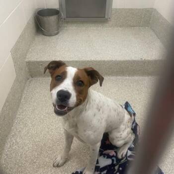 Pit Bull Terrier and Mixed Breed Dogs Available for Adoption in Westland, Michigan - Banana Bread | PetCurious