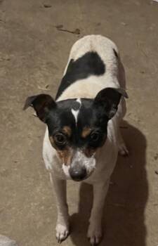 Kon -  Rat Terrier Dog for Adoption in Columbia, Tennessee - Kon | PetCurious