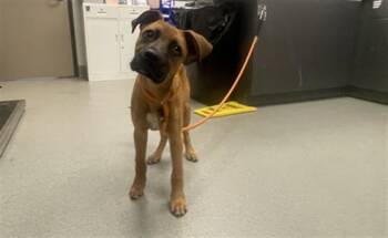 REGGIE -  Boxer Dog for Adoption in Ontario, California - REGGIE | PetCurious