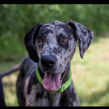 Maple -  Great Dane Dog for Adoption in Lake Jackson, Texas - Maple | PetCurious