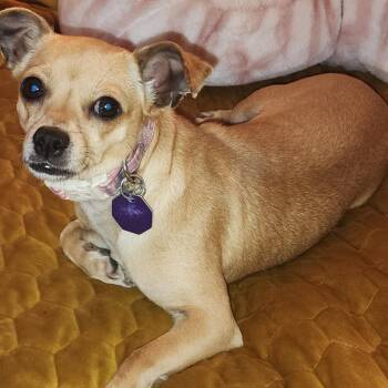 Chihuahua Dogs Available for Adoption in Toronto, Ontario - Cookie 2 | PetCurious