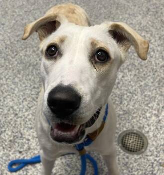 Dolly -  Labrador Retriever Dog for Adoption in Golden, Colorado - Dolly | PetCurious