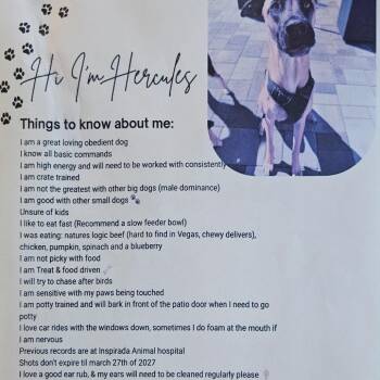 Hercules -  German Shepherd Dog and Mixed Breed Dog for Adoption in Las Vegas, Nevada - Hercules | PetCurious