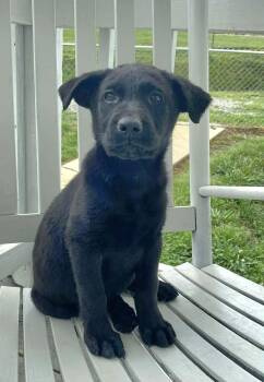 Cole -  Black Labrador Retriever Dog for Adoption in Salamanca, New York - Cole | PetCurious