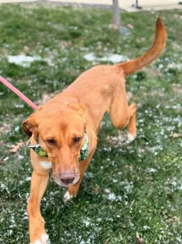 German Shepherd Dog and Labrador Retriever Dogs Available for Adoption - Reba | PetCurious