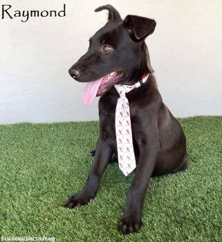 Rescue Black Labrador Retriever and Belgian Shepherd Malinois Dogs for Adoption in San Diego, California - Raymond | PetCurious