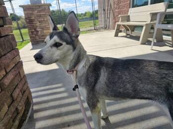 HARLOW -  Siberian Husky Dog for Adoption in Pueblo, Colorado - HARLOW | PetCurious