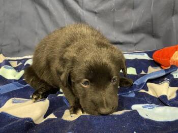Border Collie and Mixed Breed Dogs Available for Adoption in Modesto, California - A610005 | PetCurious
