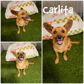 Carlita -  Chihuahua Dog for Adoption in Saint James, Missouri - Carlita | PetCurious
