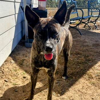Rescue Shepherd Dogs for Adoption in Valdosta, Georgia - Chico | PetCurious
