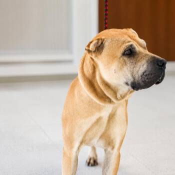 (CCSO) Jin Fu -  Shar Pei and Mixed Breed Dog for Adoption in Douglas, Arizona - (CCSO) Jin Fu | PetCurious