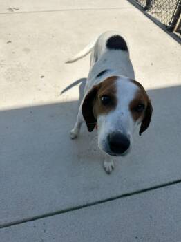 American Foxhound Dogs Available for Adoption in Maidens, Virginia - Evelyn | PetCurious