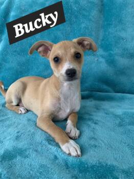 Bucky -  Chihuahua and Terrier Dog for Adoption in Tracy, California - Bucky | PetCurious