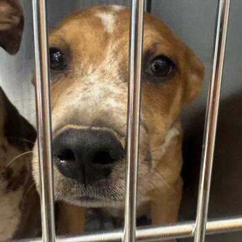 Cambria -  Cattle Dog Dog for Adoption in Kingman, Arizona - Cambria | PetCurious