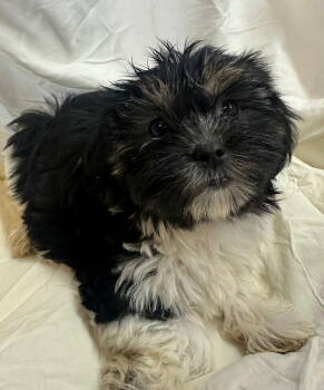 Rescue Shih Tzu Dogs for Adoption in Margate, Florida - Flora | PetCurious