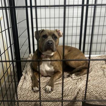 Rae -  Terrier and Mixed Breed Dog for Adoption in St. Louis, Missouri - Rae | PetCurious