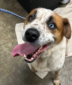 Rescue Mixed Breed Dogs for Adoption in Lake City, Arkansas - Saul | PetCurious