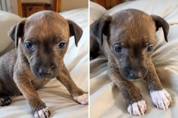 Gus -  Chihuahua and Chiweenie Dog for Adoption in Baker, Louisiana - Gus | PetCurious