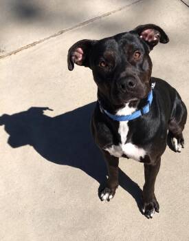 Onyx -  Pit Bull Terrier Dog for Adoption - Onyx | PetCurious
