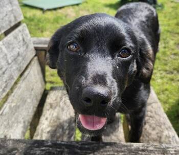Amaya -  Retriever Dog for Adoption in Cheektowaga, New York - Amaya | PetCurious