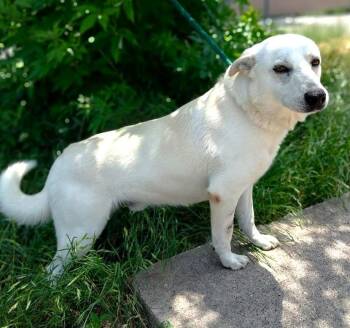 Rescue Great Pyrenees and Labrador Retriever Dogs for Adoption in Huntington, New York - Bailey | PetCurious