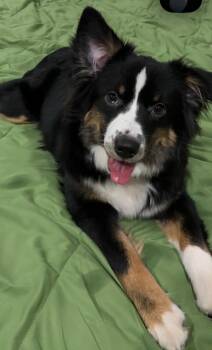 Australian Shepherd Dogs Available for Adoption in Zimmerman, Minnesota - Freya | PetCurious