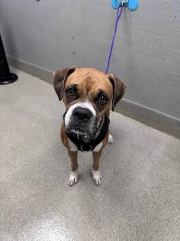RHONDA -  Boxer Dog for Adoption in Las Vegas, Nevada - RHONDA | PetCurious