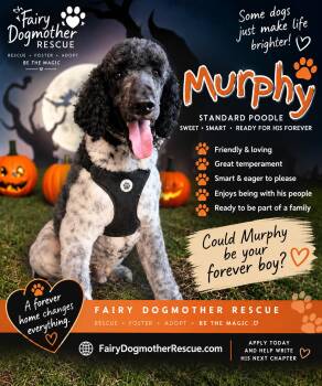 Murphy -  Standard Poodle Dog for Adoption in Yukon, Oklahoma - Murphy | PetCurious