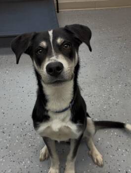 Hound Dogs Available for Adoption - Beau  | PetCurious