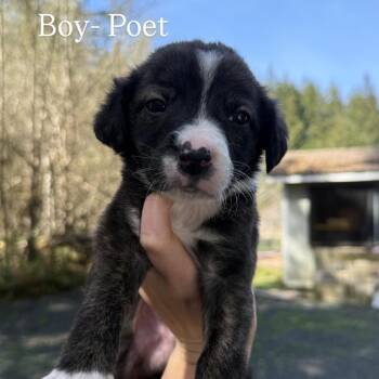 Border Collie Dogs Available for Adoption in Tacoma, Washington - Poet | PetCurious