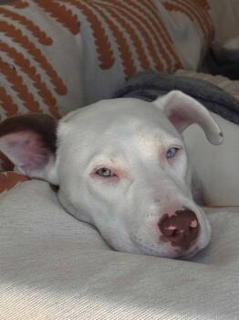 Pinky -  Pit Bull Terrier and Husky Dog for Adoption in San Jose, California - Pinky | PetCurious