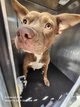 American Staffordshire Terrier Dogs Available for Adoption - JEFFERI | PetCurious