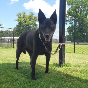 (Found) Margie -  Shepherd and Labrador Retriever Dog for Adoption in Cabot, Arkansas - (Found) Margie | PetCurious