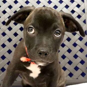 Chippie -  Terrier and Chihuahua Dog for Adoption in Fort Davis, Texas - Chippie | PetCurious
