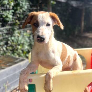 Rescue Collie Dogs for Adoption in Columbia, South Carolina - Caroline | PetCurious