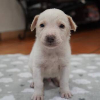Mixed Breed Dogs Available for Adoption in Bellingham, Washington - Pancake | PetCurious