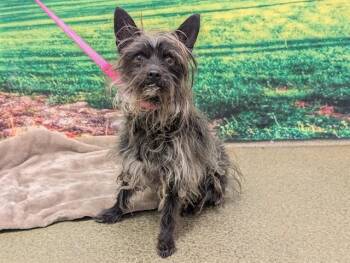 A552133 -  Terrier and Mixed Breed Dog for Adoption in Moreno Valley, California - A552133 | PetCurious