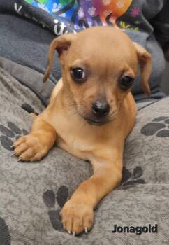 Jonagold -  Chihuahua Dog for Adoption in Ellijay, Georgia - Jonagold | PetCurious