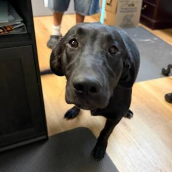 BC-Bennie -  Black Labrador Retriever Dog for Adoption in Idaho Falls, Idaho - BC-Bennie | PetCurious