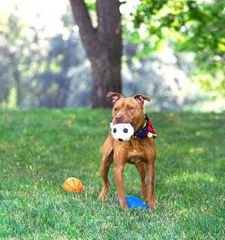 Oscar -  Terrier Dog for Adoption in Coatesville, Pennsylvania - Oscar | PetCurious