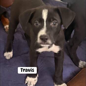 Travis -  Australian Cattle Dog Blue Heeler Dog for Adoption in Brewton, Alabama - Travis | PetCurious