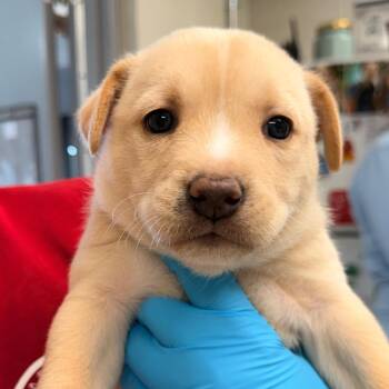 Husky Dogs Available for Adoption in Evansville, Indiana - Poplar | PetCurious