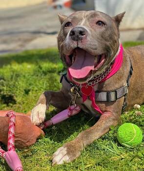 Rescue Pit Bull Terrier Dogs for Adoption in Los Angeles, California - Bella *Courtesy Post | PetCurious