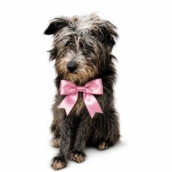 Mulan -  Mixed Breed Dog for Adoption in Columbiana, Alabama - Mulan | PetCurious