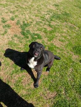WINSTON -  Rottweiler and Pit Bull Terrier Dog for Adoption in Grovetown, Georgia - WINSTON | PetCurious