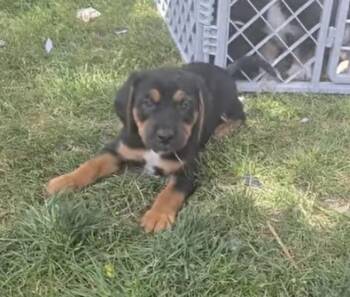 Ruffy -  Terrier and Shepherd Dog Available for Adoption in Colorado Springs, Colorado - Ruffy | PetCurious